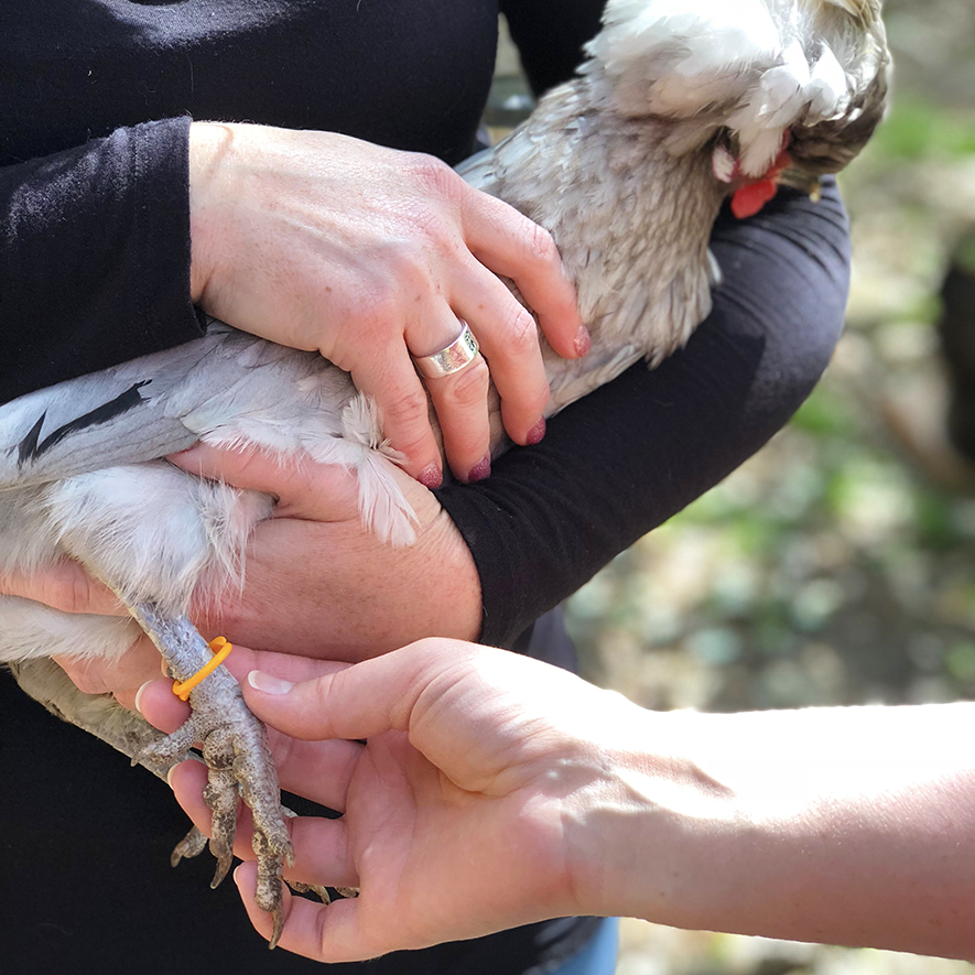 Glückliches Huhn behandelt, Happy Hen Treats Spirale Beinband