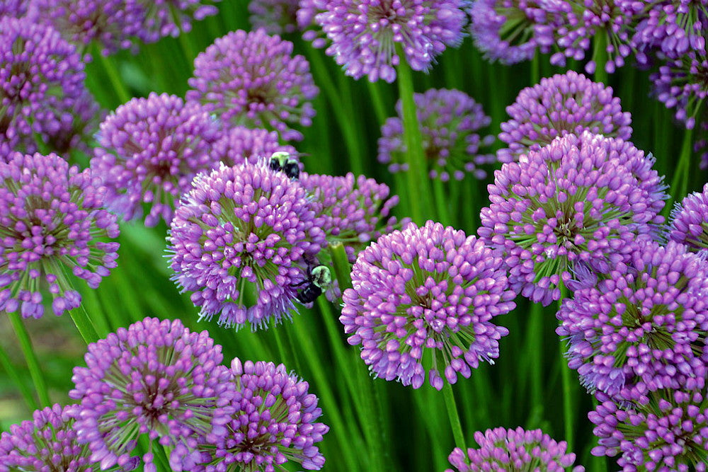 Hirt's Gärten, Hirt's Gardens Alium Gladiator