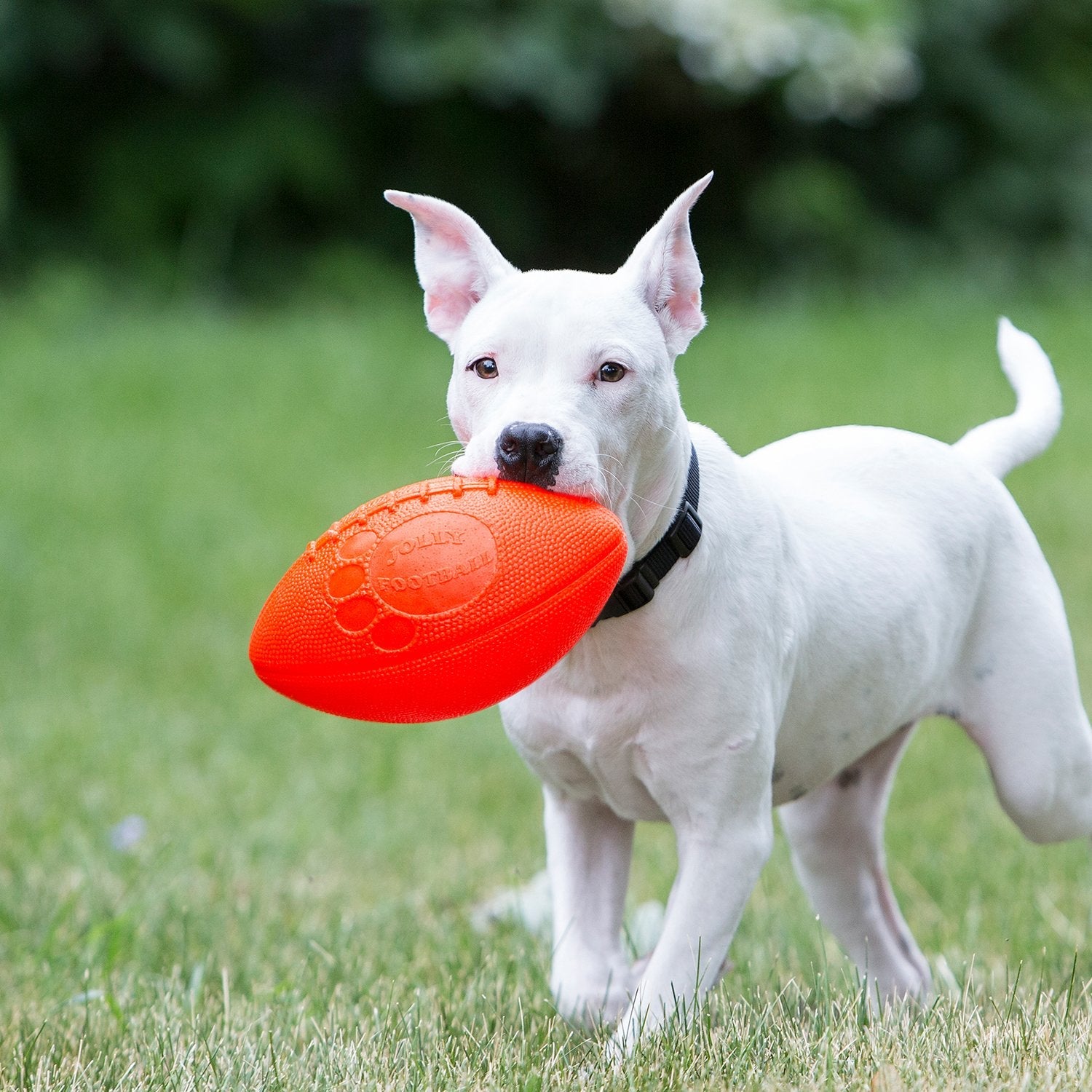 Jolly Haustiere, Jolly Pets JOLLY FOOTBALL