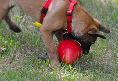 Jolly Haustiere, Jolly Pets Jolly Red Egg Hundespielzeug