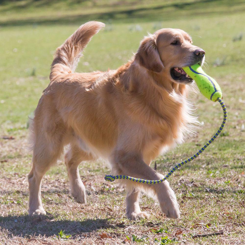 KONG, KONG AirDog Quietschestab Hundespielzeug