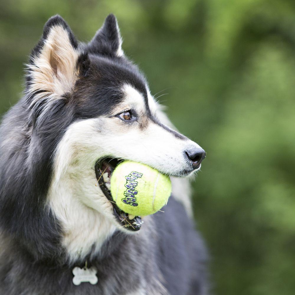 KONG, KONG AirDog Squeakair Ball Hundespielzeug