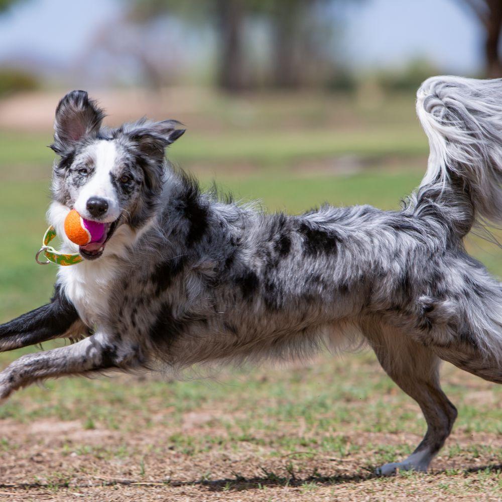 KONG, KONG AirDog Squeakair Birthday Balls Hundespielzeug