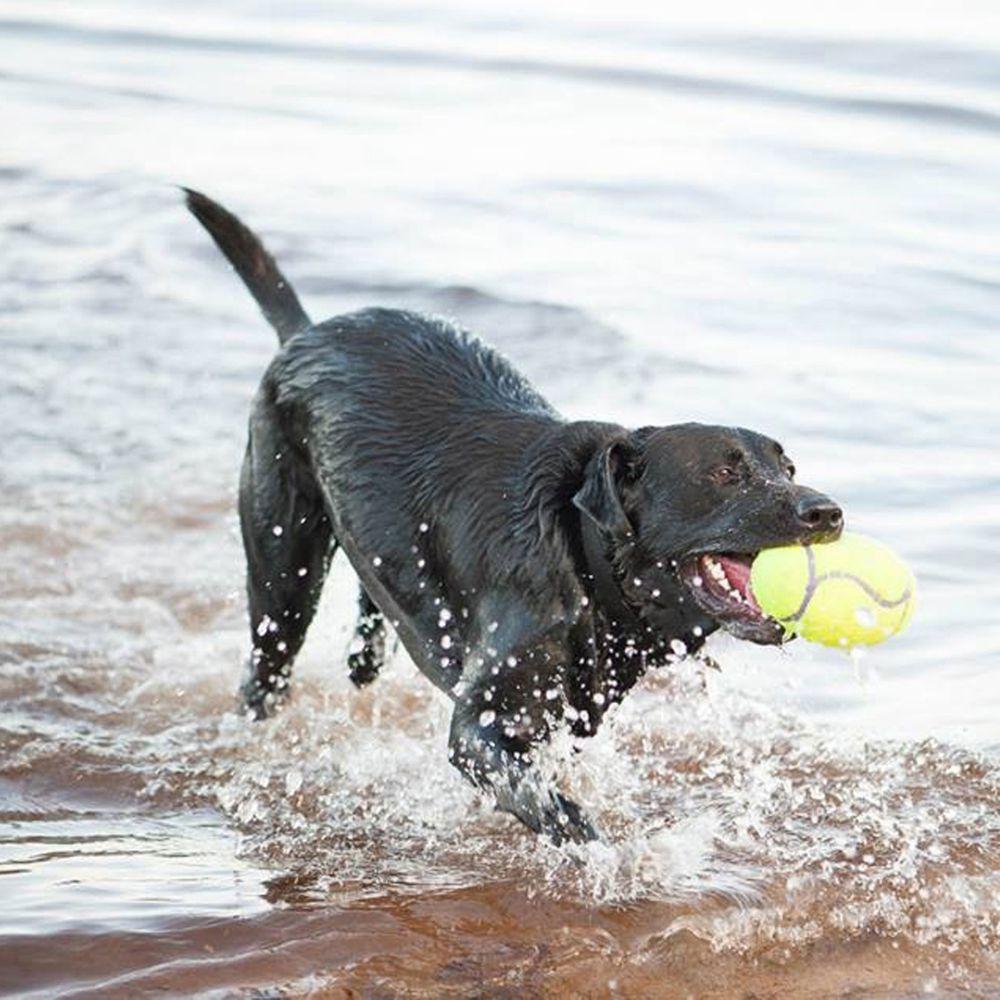 KONG, KONG AirDog Squeaker Fußball Hundespielzeug