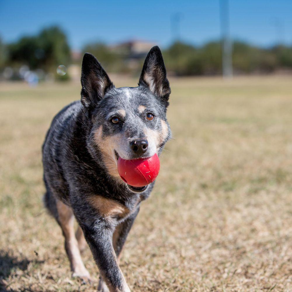 KONG, KONG Ball Hundespielzeug