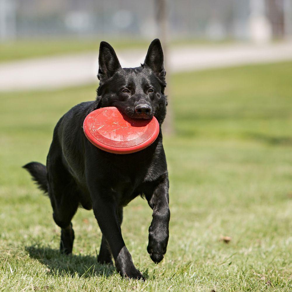 KONG, KONG Flyer Hundespielzeug