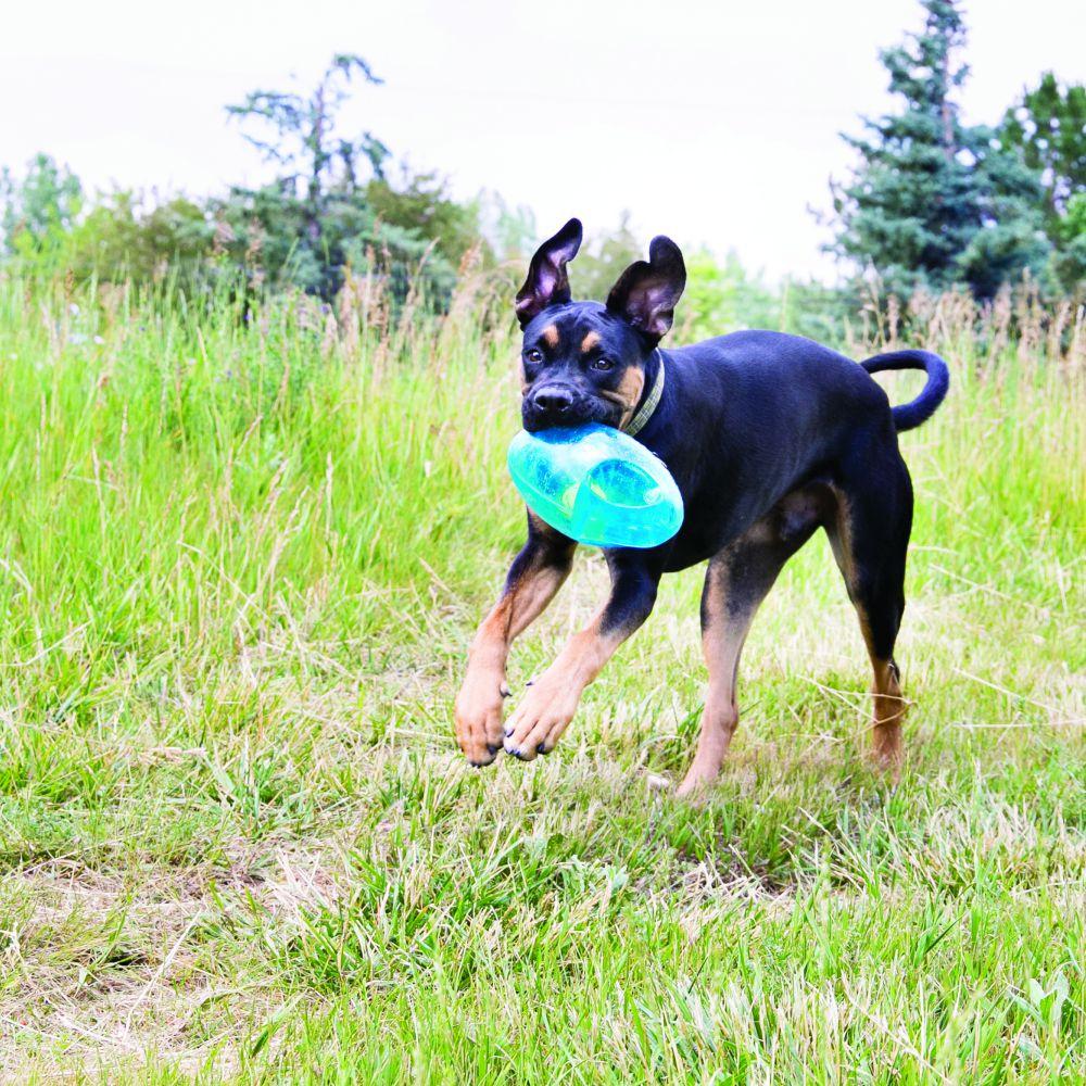 KONG, KONG Jumbler Fußball Hundespielzeug