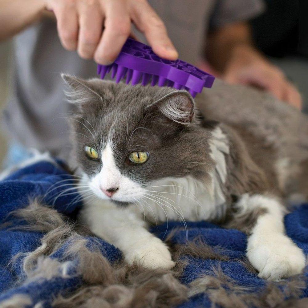 KONG, KONG Katze Zoom Groom