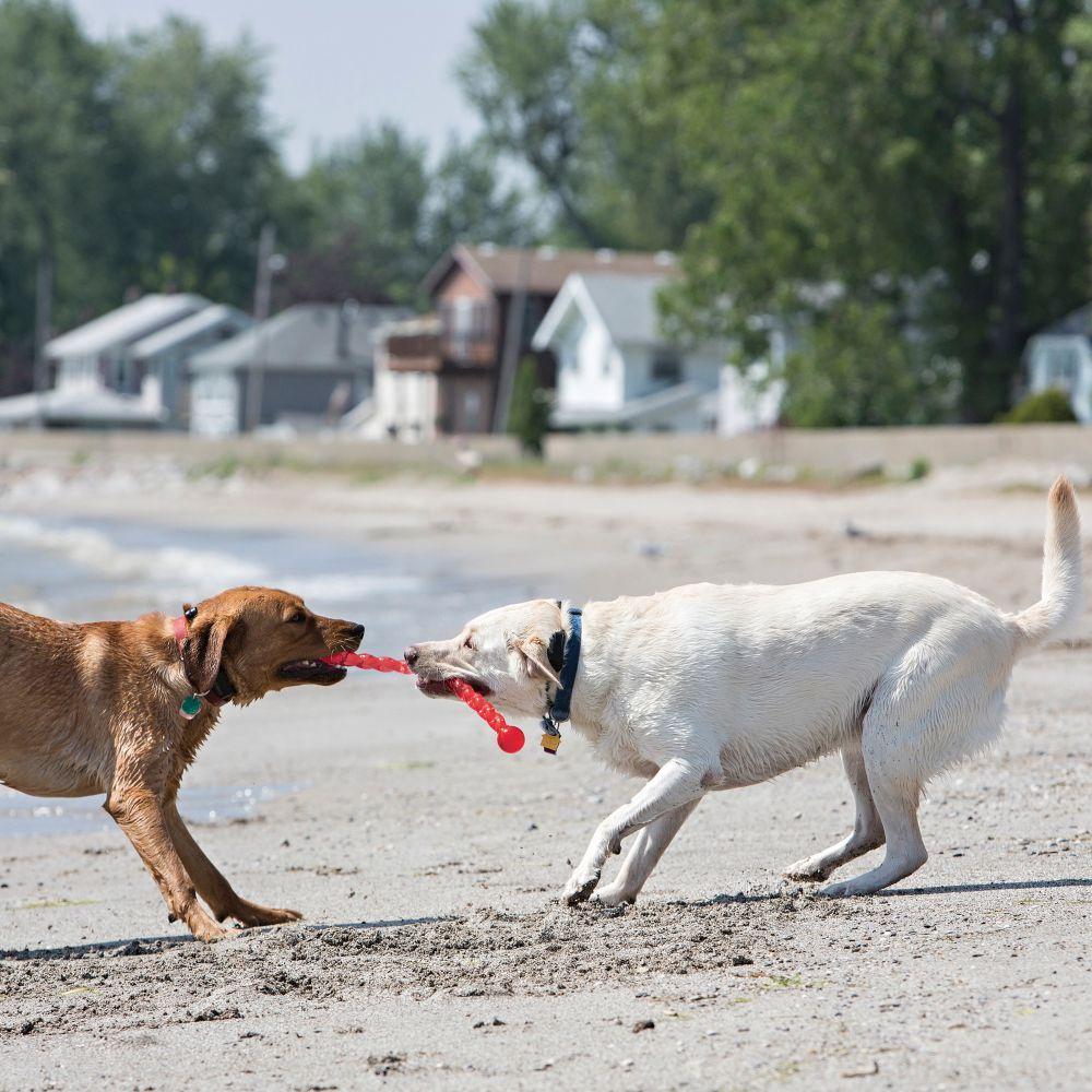 KONG, KONG Safestix Hundespielzeug