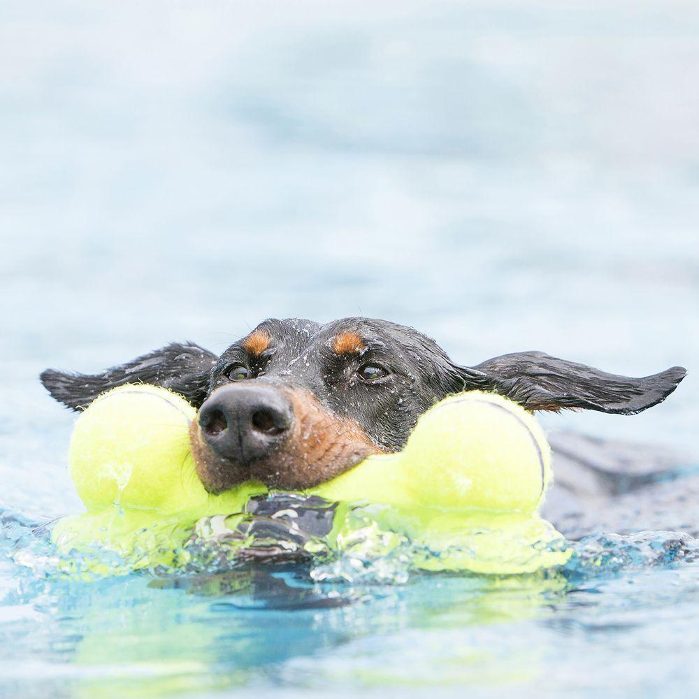 KONG, KONG Squeaker Großer Knochen Hundespielzeug