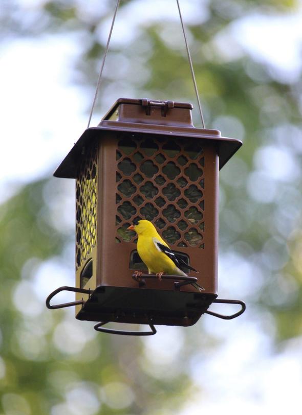 Mehr Vögel, More Birds® Bronze-Metalltrichter für Sonnenblumen mit Druckknopfverschluss, Fassungsvermögen 3,6 lb.