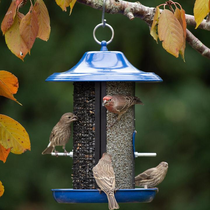 Mehr Vögel, More Birds® Zweikammer-Sonnenblumen-/Distel-Sieb-Vogelfutterautomat, 3,3 lb.