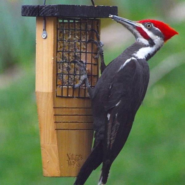 Art und Weise der Natur, Nature's Way Schwanzstütze Suet Feeder