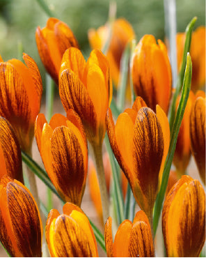 Netherland Bulb Company, Netherland Bulb Company Orange Monarch Snow Crocus - 10 Zwiebeln - 5/+ cm Zwiebeln