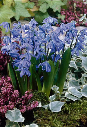 Netherland Bulb Company, Netherland Bulb Company Sibirischer Squill