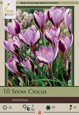 Netherland Bulb Company, Netherland Bulb Company Specie Minimus Snow Crocus - 10 Zwiebeln - sehr winterhart! - 5/+ cm Zwiebeln