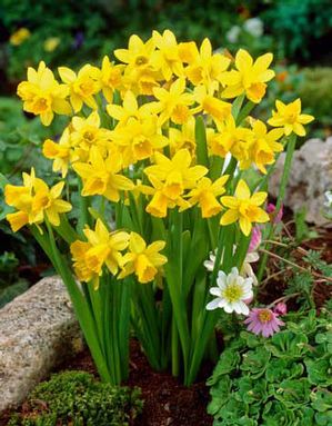 Netherland Bulb Company, Niederländische Blumenzwiebel Co. Narzisse Tete a Tete, 25ct