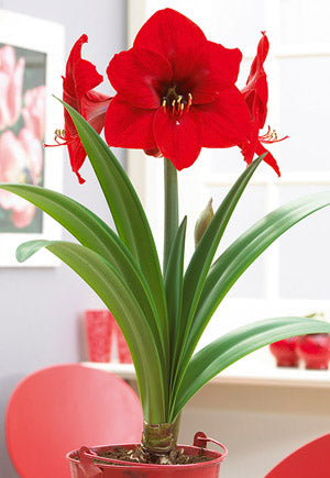 Netherland Bulb Company, Niederländische Blumenzwiebelgesellschaft Amaryllis Galaxy