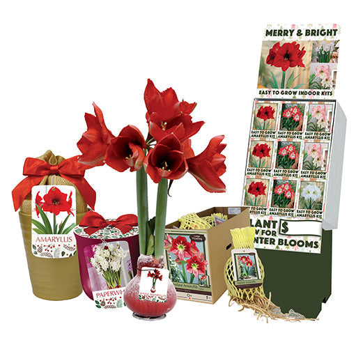 Netherland Bulb Company, Niederländische Blumenzwiebelgesellschaft Amaryllis Kit Minerva