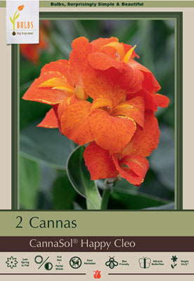 Netherland Bulb Company, Niederländische Blumenzwiebelgesellschaft Canna Lily 'CannaSol® Happy Cleo'