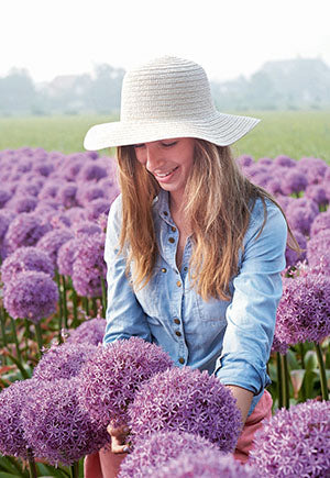 Netherland Bulb Company, Niederländische Blumenzwiebelgesellschaft Giant Allium 'Globemaster'