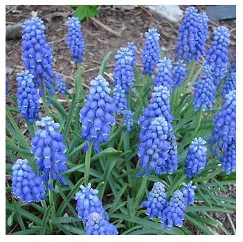 Netherland Bulb Company, Niederländische Blumenzwiebelgesellschaft Traubenhyazinthe Muscari 'Delft Blue Mixture'