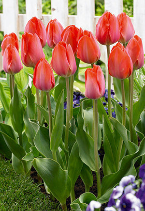 Netherland Bulb Company, Niederländische Blumenzwiebelgesellschaft Tulpe Orange Van Eijk