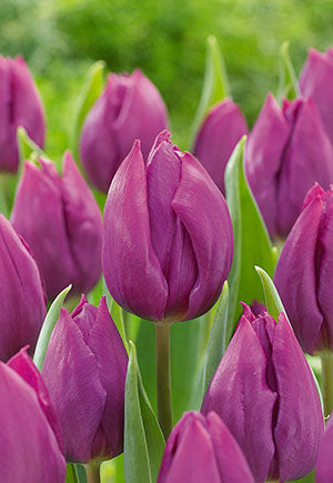 Netherland Bulb Company, Niederländische Blumenzwiebelgesellschaft Tulpe 'Purple Prince'